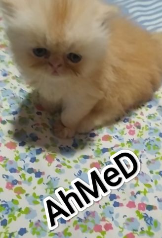 قطط بيرشن زورار  2