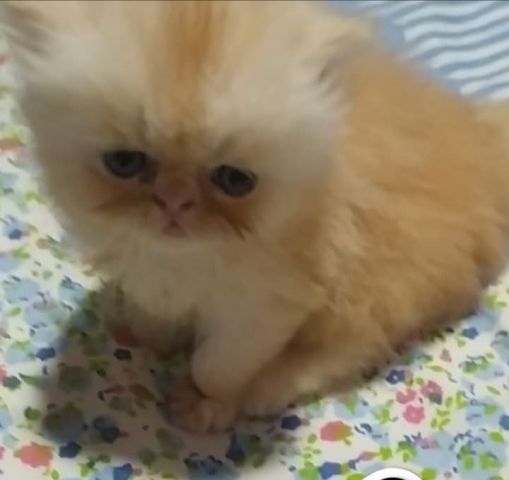 قطط بيرشن زورار  4