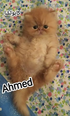 قطط بيرشن زورار  2