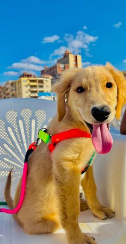 كلبه جولدن مترخصه ٦ شهور للبيع 2