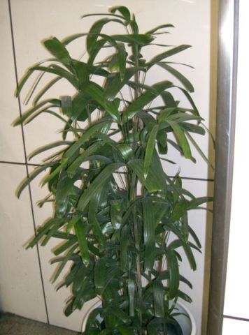 علام لخدمات تنسيق الحدائق ومكافحة الحشرات بجودة عالية 3