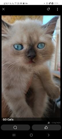 مطلوب موظفات بنات وسيدات للعمل بالمساج 