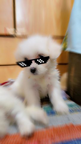 كلبة جريفون للبيع 