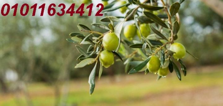 سر الطعم الأصلي زيت زيتون يفرق من أول معلقة01011634412