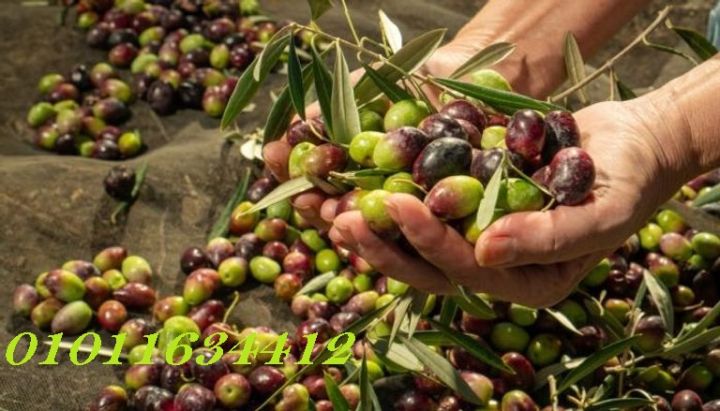  الطبيعي اللي مطبخك محتاجه01011634412