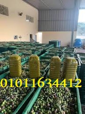 زيت زيتون فاخر للتخزين والطبخ 01011634412 من مطروح