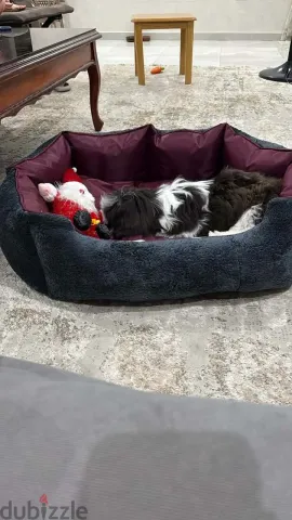 كلب شيتزو بيور للبيع عنده 7 شهور 2