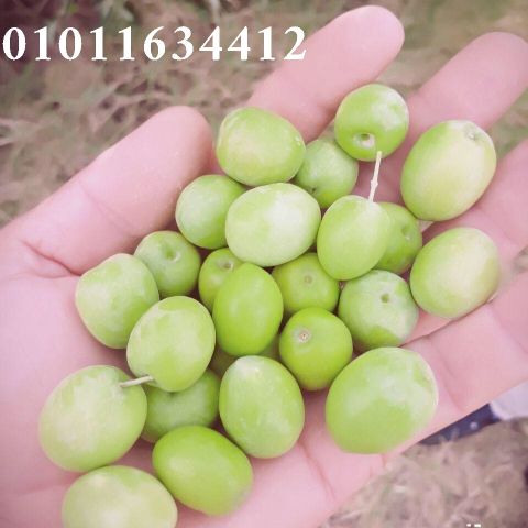  من الطبيعة لمائدتك اطلب دلوقتي: 01011634412