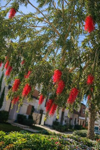 ابحث عن بنت جاده للصداقه 
