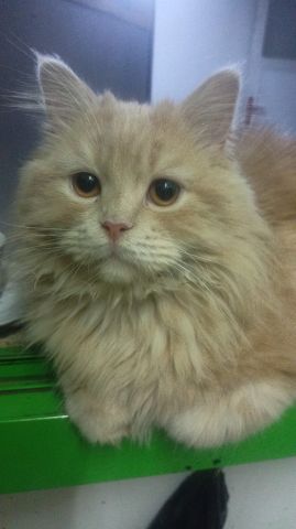 مطلوب موظفات للعمل بالمساج لايشترط الخبرة متوفر سكن