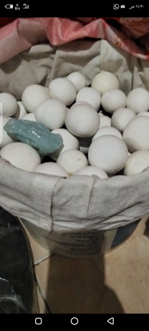 بيع قطع من الالماس السداسى 2
