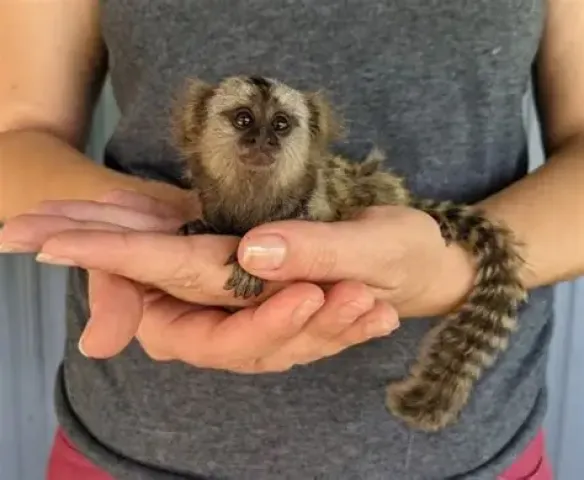 Marmoset Monkeys