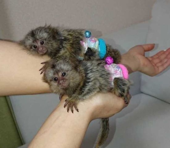 قرود المارموسيت (Marmoset) الرائعة للبيع