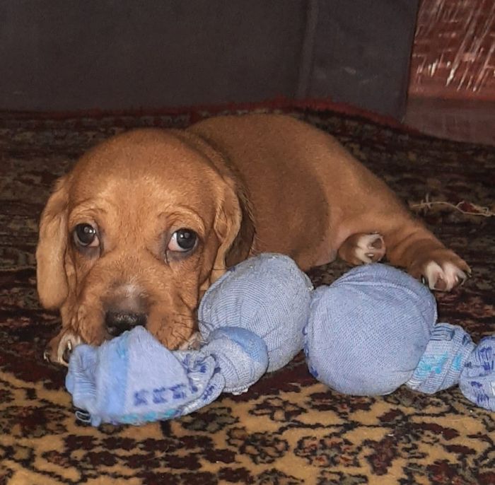 Dachshund puppies are ready for a new home 
