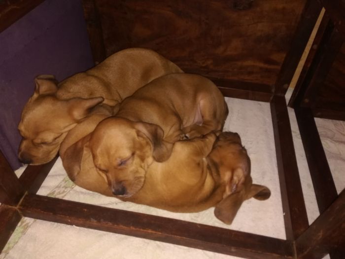 Dachshund puppies are ready for a new home  2