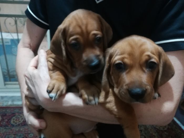 Dachshund puppies are ready for a new home  4
