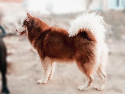 كلب هاسكي للبيع ١٢ شهر لون بني جميل شعر طويل و عيون زرقه 