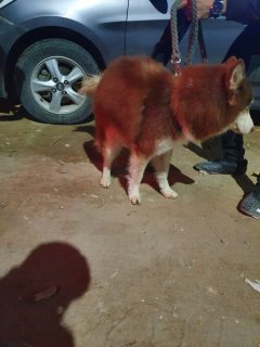 كلب هاسكي للبيع ١٢ شهر لون بني جميل شعر طويل و عيون زرقه  4