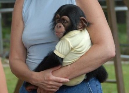 أنثى الشمبانزي للتبني
