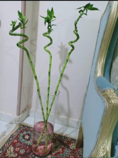 نبات الحظ ( البامبو) نبات طارد للطاقة السلبية جوا البيت  1