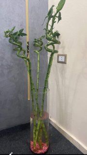 نبات الحظ ( البامبو) نبات طارد للطاقة السلبية جوا البيت  2