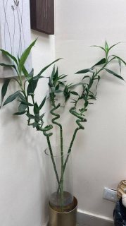 نبات الحظ ( البامبو) نبات طارد للطاقة السلبية جوا البيت  3