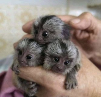 Marmoset monkeys available