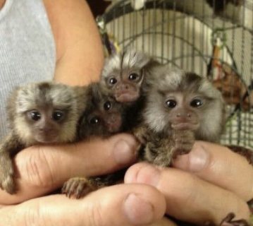Marmoset monkeys available 2
