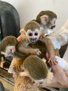 Finger Marmosets, Capuchin Monkeys For Sale 1