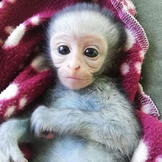 Finger Marmosets, Capuchin Monkeys For Sale 7