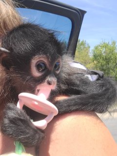 Finger Marmosets, Capuchin Monkeys For Sale 2