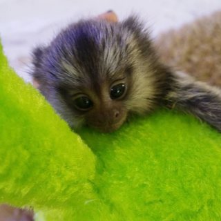 Finger Marmosets, Capuchin Monkeys For Sale 5