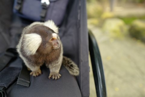 Finger Marmosets, Capuchin Monkeys For Sale 6