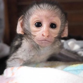 Squirrel monkeys Capuchin Spider monkeys, chimpanzees and Marmosets for sale 1