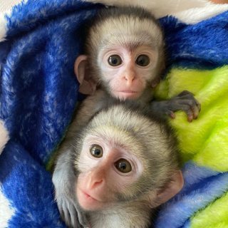 Squirrel monkeys Capuchin Spider monkeys, chimpanzees and Marmosets for sale 3