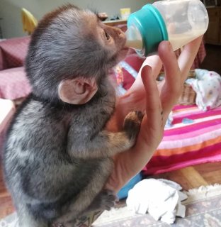 Squirrel monkeys Capuchin Spider monkeys, chimpanzees and Marmosets for sale 6