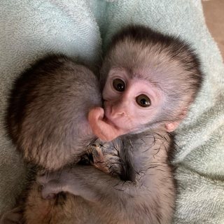 Squirrel monkeys Capuchin Spider monkeys, chimpanzees and Marmosets for sale 7