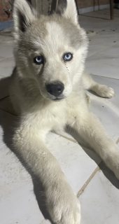 كلب دكر هاسكي بيور عيون زرقاء 5