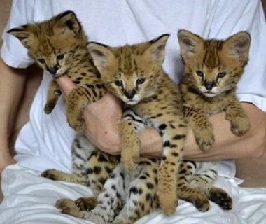 Serval kittens to a great home for 12 weeks