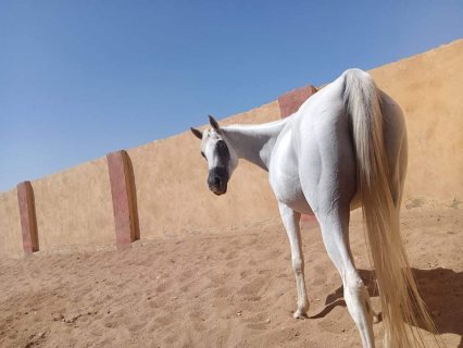 للبيع فرس عربي اصيل وبنتها عمر سنه