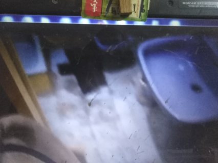 شقة متشطبه سوبر لوكس 150 م للبيع قريبة من سهل حمزه على الهرم رئيسي