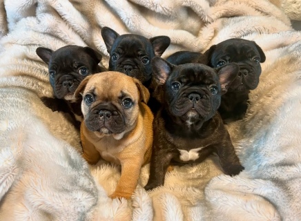 French bulldog 