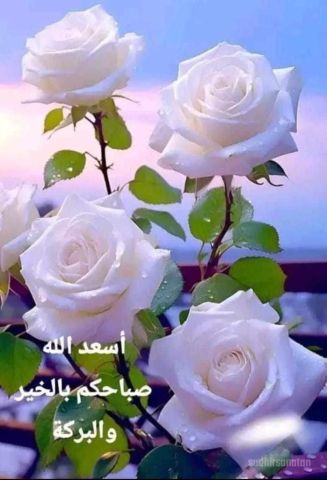 ابحث عن انسانه جاده نتقبل ونتعرف 