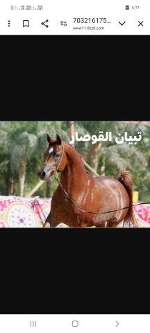 فرس عربي بالاوراق نسب عريق ابنت الاسطورة تبيان القوصار مباشرة  5
