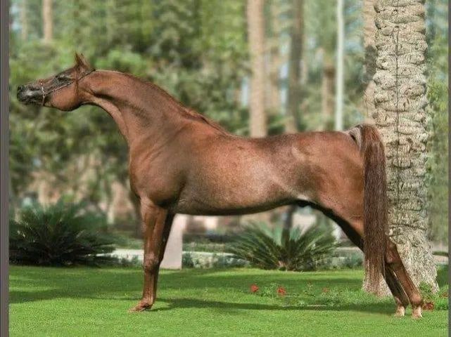 فرس عربي بالاوراق نسب عريق ابنت الاسطورة تبيان القوصار مباشرة  6