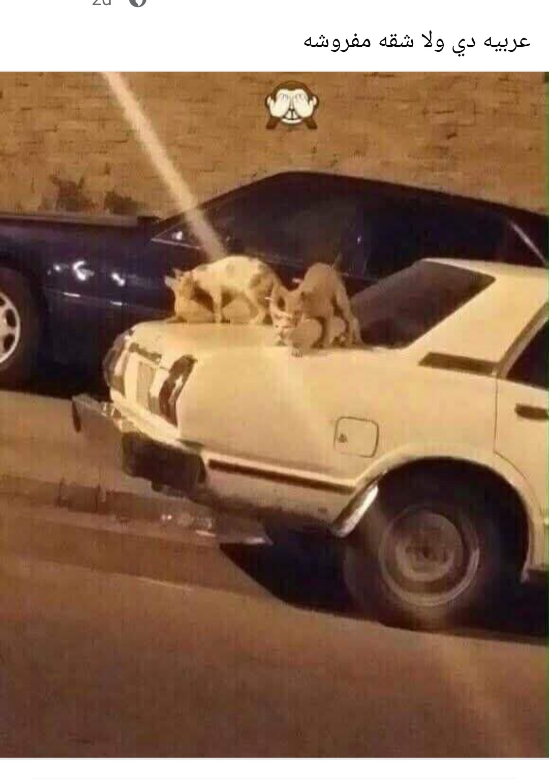 اي بنت او ست نفسها في متعه سريه تكلمني